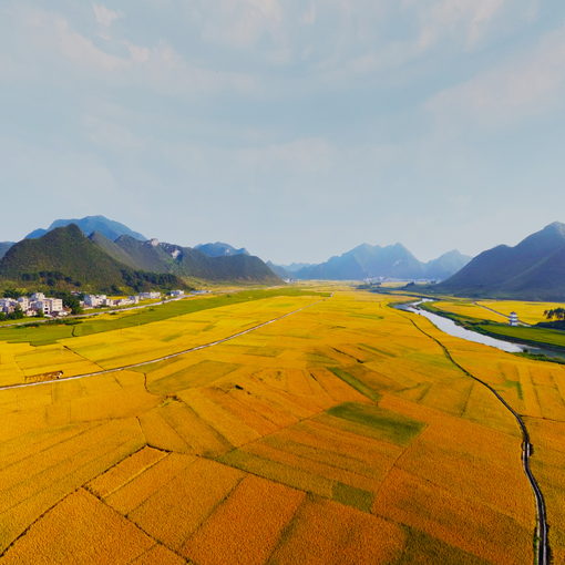 廣西靖西市地州鎮魯利村稻田風光