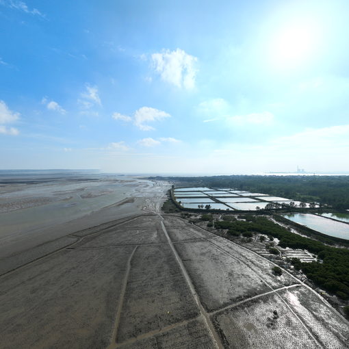 蓝色海湾8号地造林全景