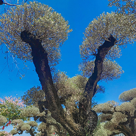  順德花卉世界橄欖樹園