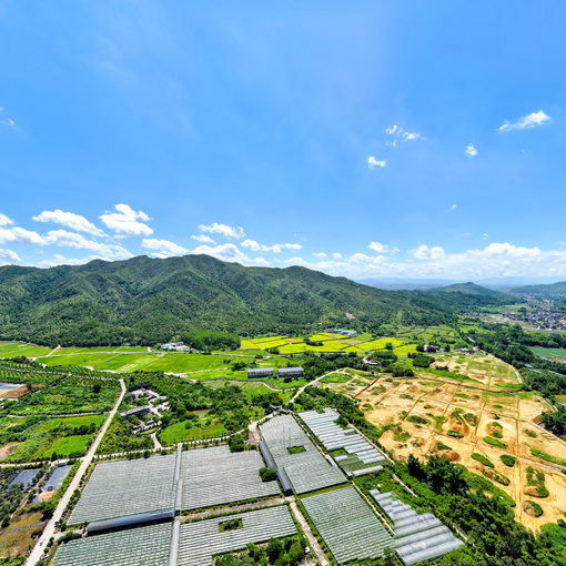 連平葡萄園