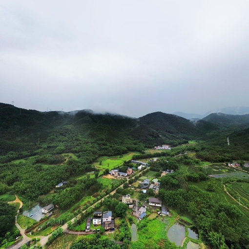 陳洞-茶園5