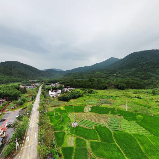 陳洞-茶園2