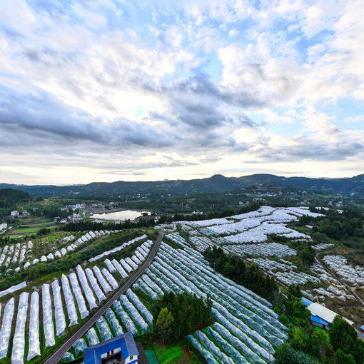 黎明村