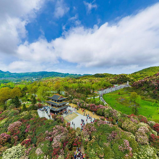 金沙縣杜鵑carol西26666940華銀旅遊·梅縣中國旅行社有限公司新柒