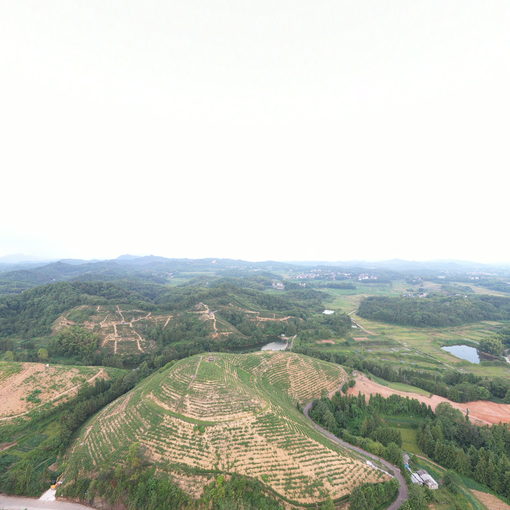 東山村茶園