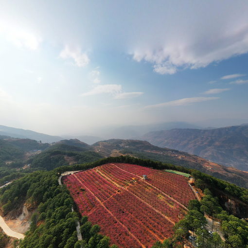 寧南縣寧遠(yuǎn)鎮(zhèn)桃花村