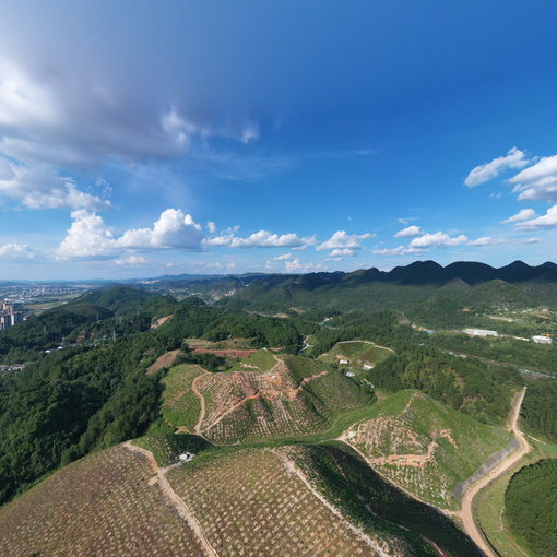 山桐子示范基地2024.8.27