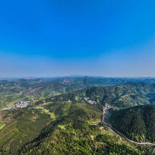 富田坳村野生映山紅