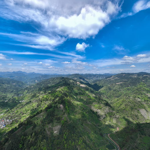 隘口茶園