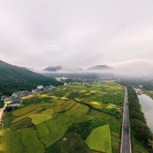 闹村晨早